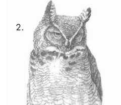 draw the rest of the owl